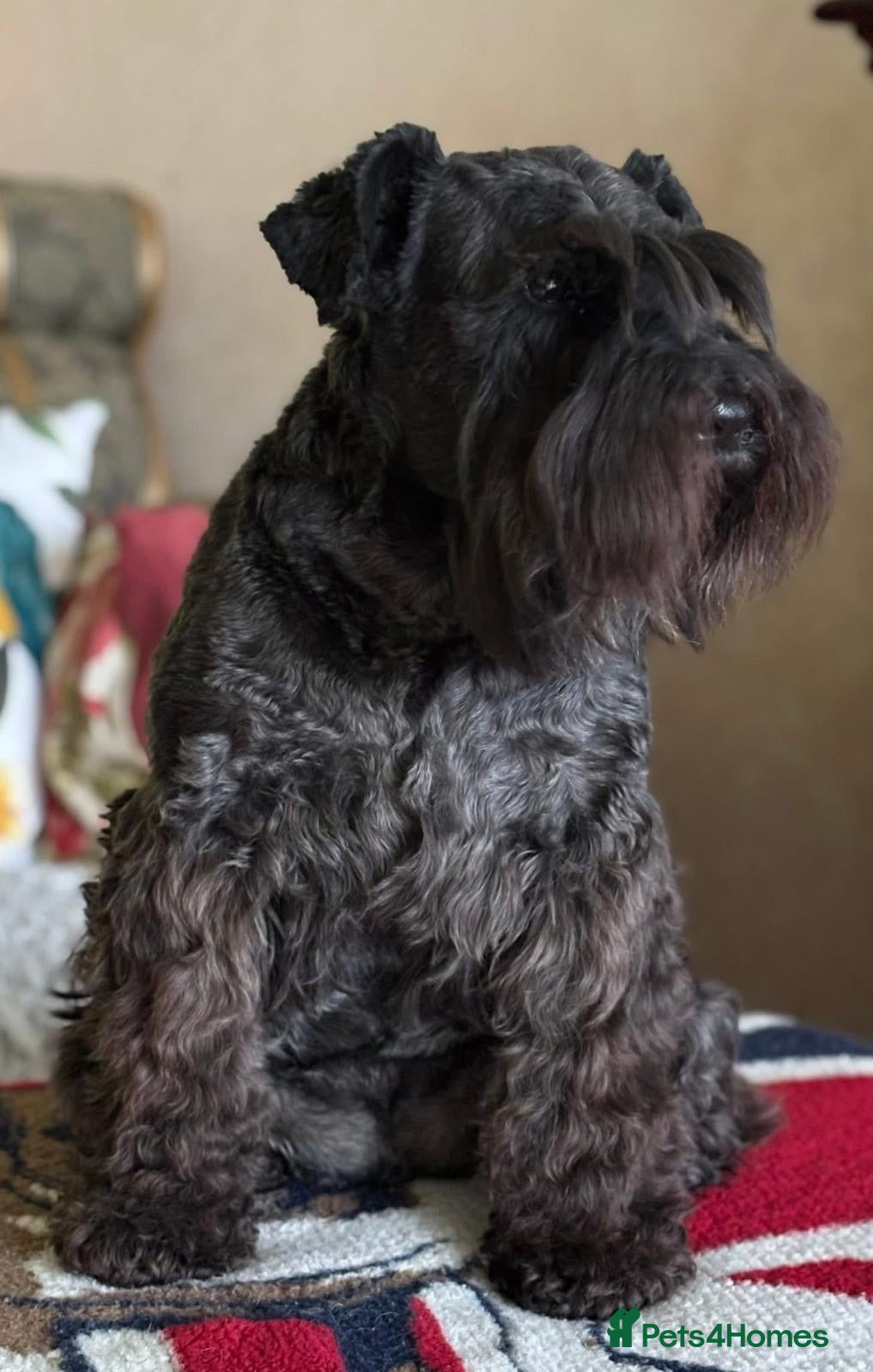 Miniature Schnauzer dogs Miniature Schnauzer KC reg puppies  - Advert 1