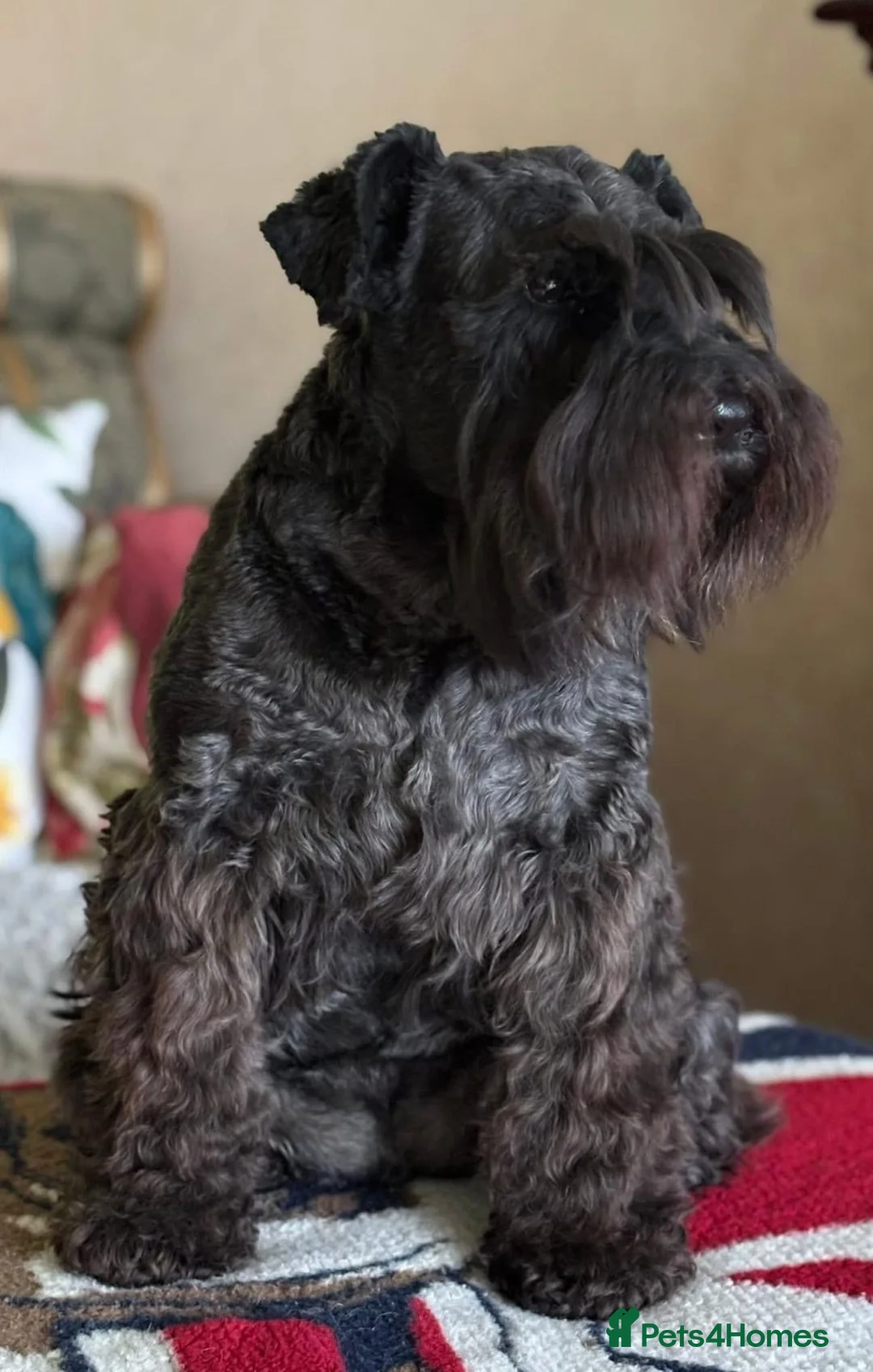 Miniature Schnauzer dogs for sale: Miniature Schnauzer KC reg puppies  - Advert 1