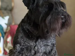 Miniature Schnauzer dogs Miniature Schnauzer KC reg puppies - Advert 1