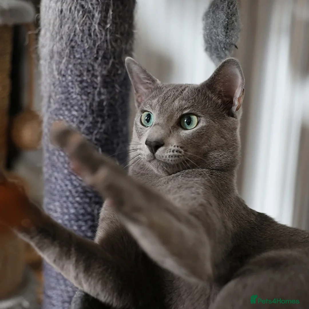 Russian Blue cats for stud: Russian blue for stud  in Burton-on-Trent - Image 9