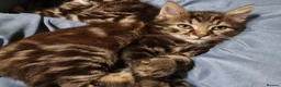 Mixed Breed cats for sale: The Three Musketeers - Advert 3