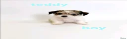 Mixed Breed dogs for sale: 11 Jack Russell x Chihuahua Puppies – 2 Litters - Advert 7