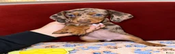 Dachshund dogs for sale: Dachshund pups!! in Leigh - Advert 4