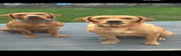 Labrador Retriever dogs for sale: KC REG Fox Red Labrador puppies in Kilwinning - Advert 9