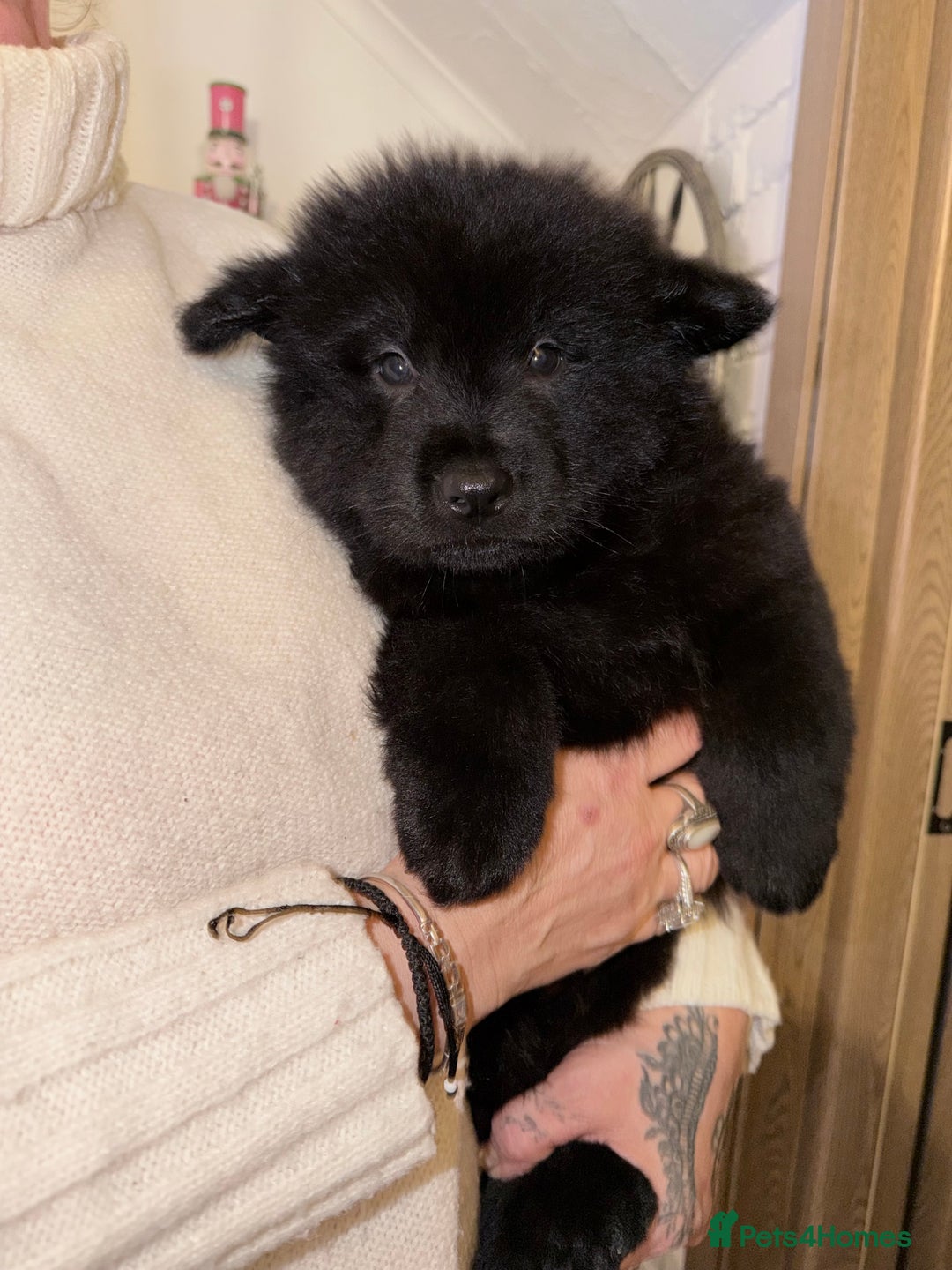 Mixed Breed dogs for sale: 🧸CHOW SHEPHERDS🧸 little bears ready now! - Advert 4