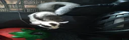 Sugar Glider rodents for sale: Stunning baby sugar gliders  - Advert 6