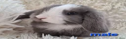 Mini Lop rabbits for sale: Baby Mini Lop Rabbits for sale - Advert 1