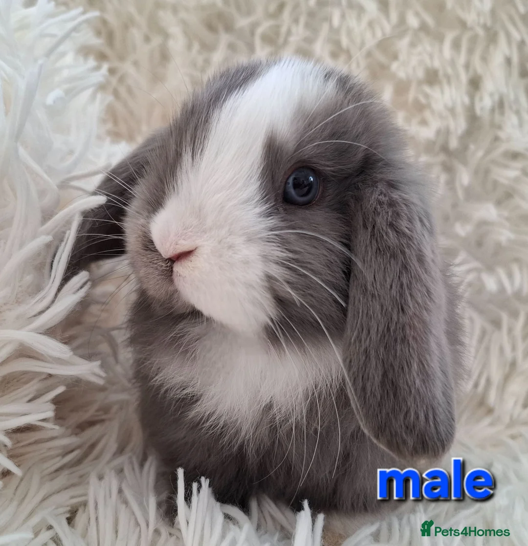 Mini Lop rabbits for sale: Baby Mini Lop Rabbits for sale - Advert 1