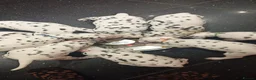 Dalmatian dogs for sale: Beautiful dalmatian puppies - Advert 6
