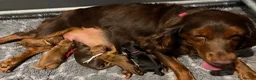 Cocker Spaniel dogs for sale: 🐶KC REGISTERED COCKER SPANIEL PUPPYS🐶 - Advert 16
