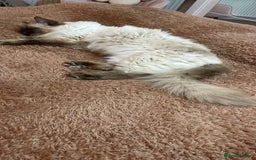 Ragdoll cats for sale: Rare mink female kitten  - Advert 8