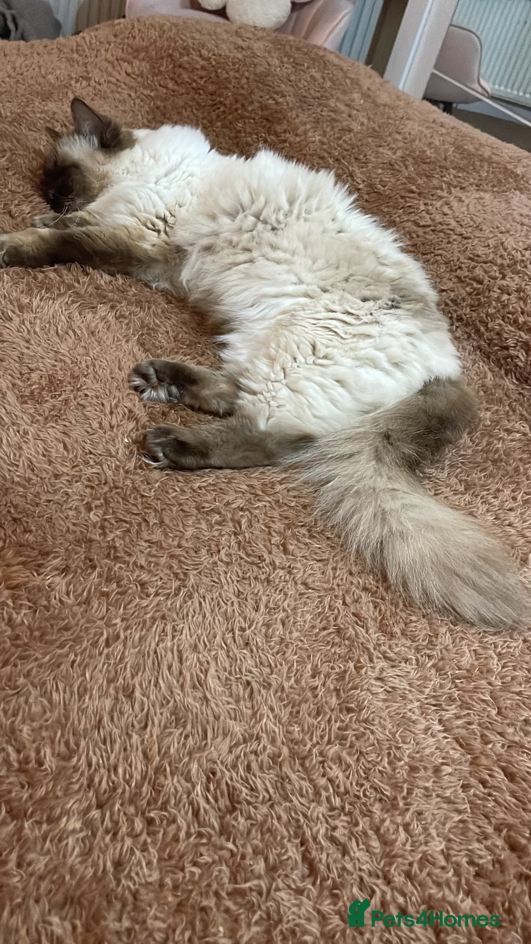 Ragdoll cats for sale: Rare mink female kitten  - Advert 8