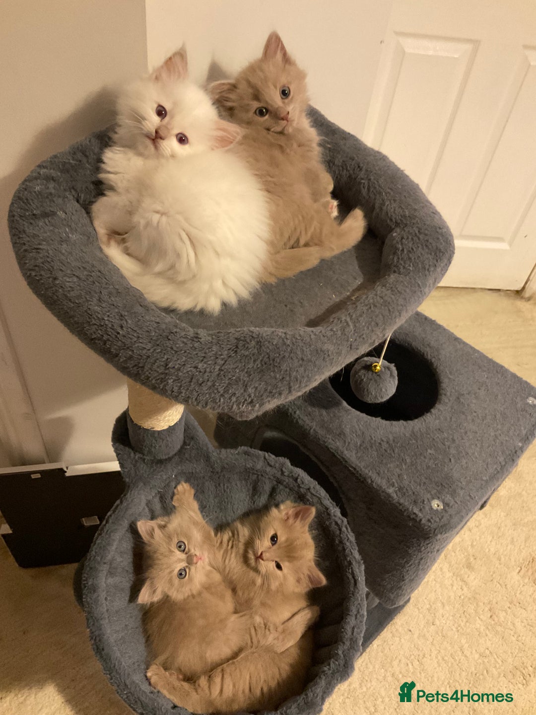 Ragdoll cats for sale: RARE PURE BRED FAWN RAGDOLL BABIES - Advert 8