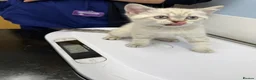 British Shorthair cats for sale: Amazing British Shorthair kitten - Advert 7