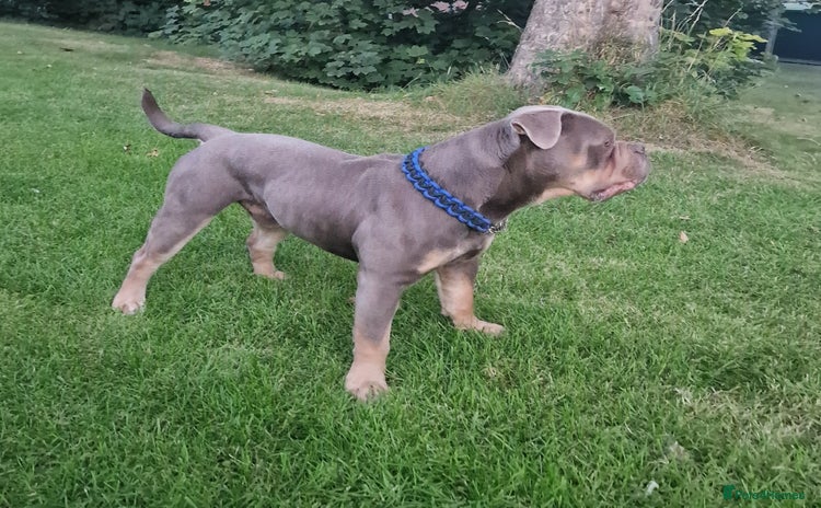 Olde English Bulldogge dogs - Advert 1