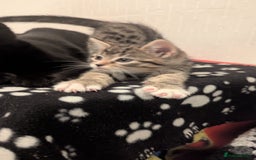 Mixed Breed cats for sale: Beautiful mix breed kittens  - Image 15