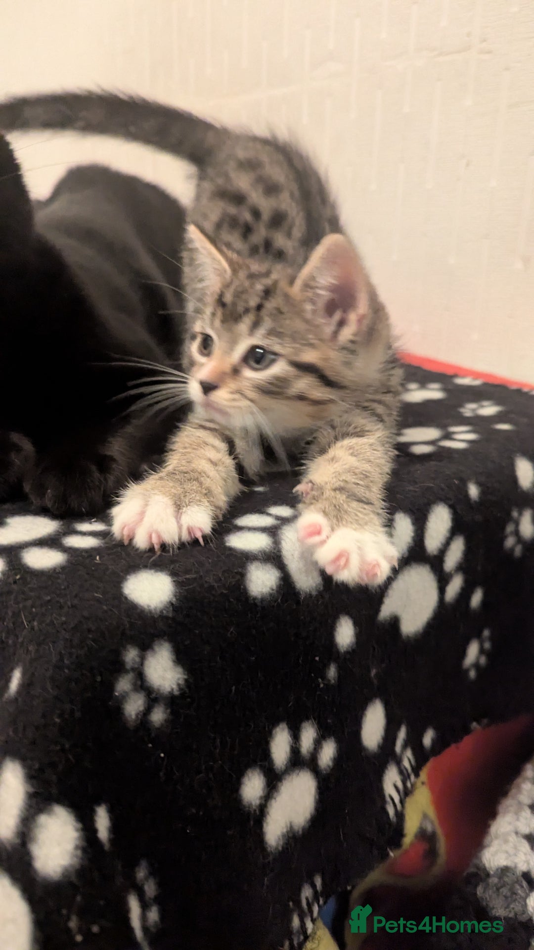 Mixed Breed cats for sale: Beautiful mix breed kittens  - Image 15