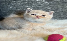 British Shorthair cats for sale: British Shorthair Kittens - Image 15