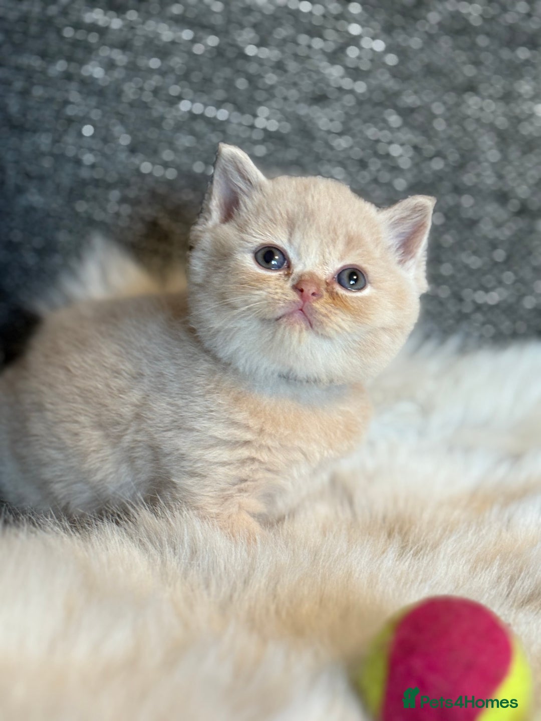 British Shorthair cats for sale: British Shorthair Kittens - Image 15