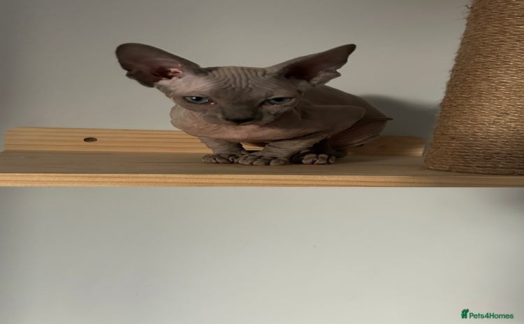 Sphynx cats - Advert 1