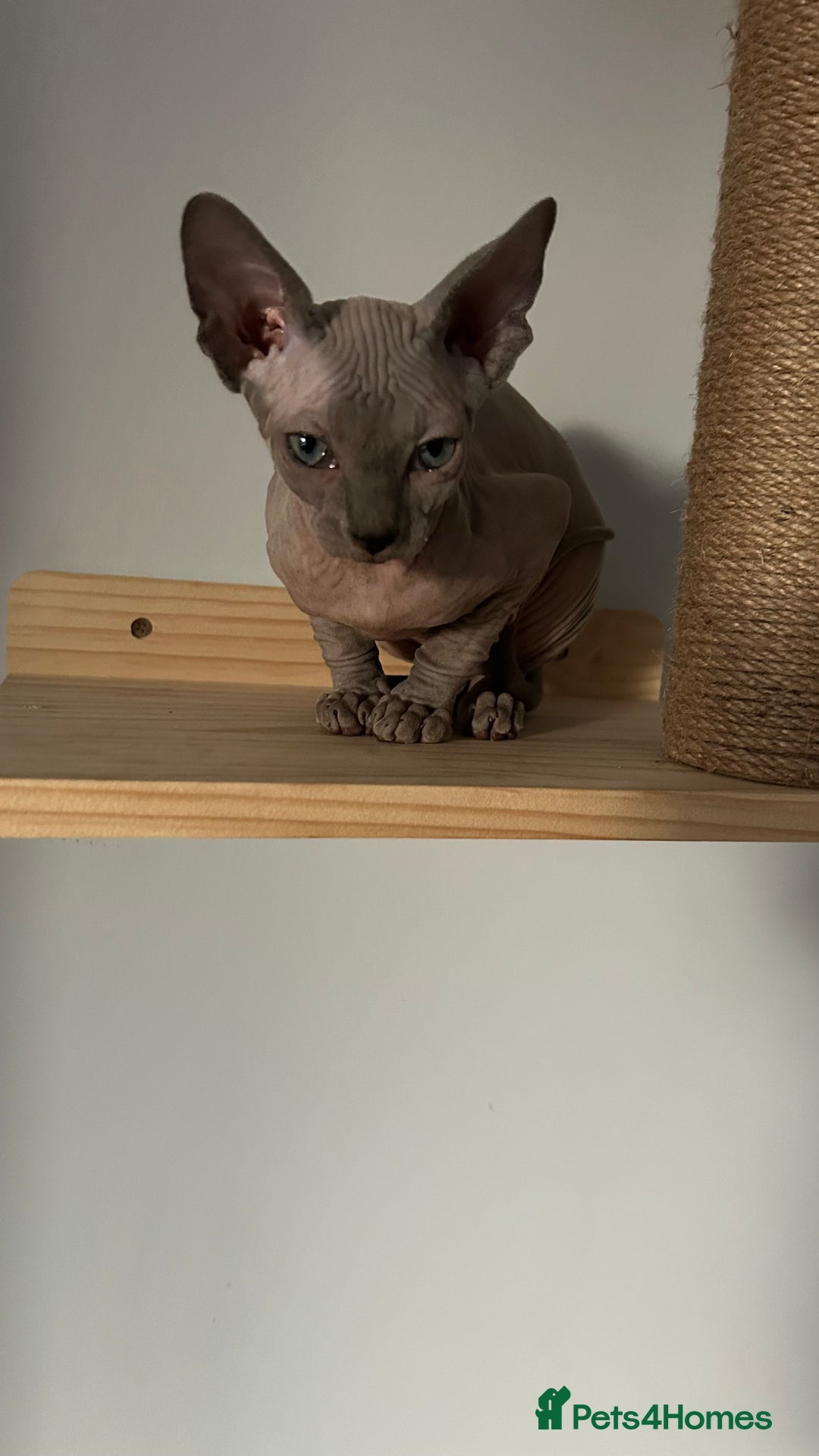 Sphynx cats for sale: Amazing boy. - Image 1