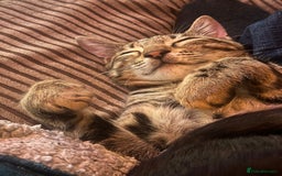 Bengal cats for sale: 2 Bengals Boy Brothers 11 Months Old - Advert 7