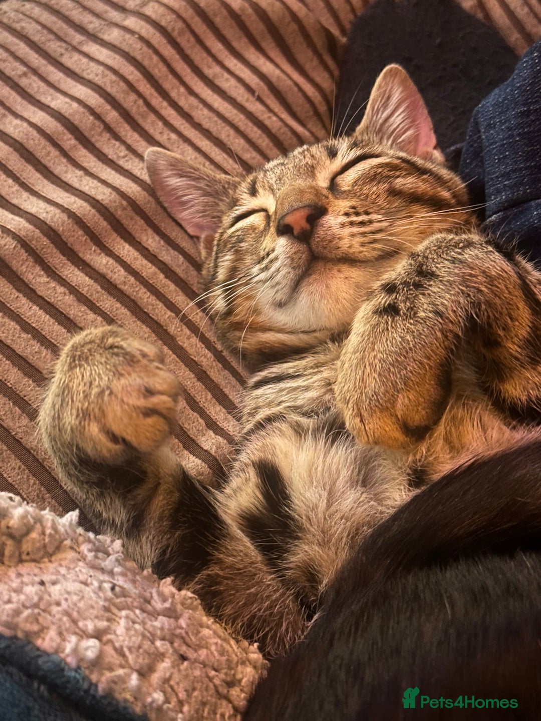 Bengal cats for sale: 2 Bengals Boy Brothers 11 Months Old - Advert 7