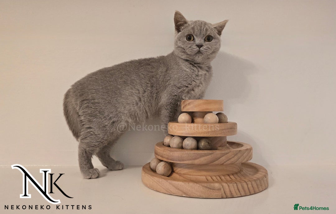 British Shorthair cats for sale: GORGEOUS GCCF REG TEDDYS 🐻🧸 READY TO LEAVE ❗️❗️ - Image 21