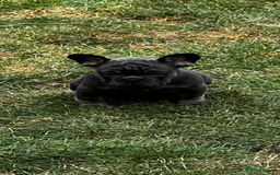 French Bulldog dogs for sale: Kc Registered 5 Generation Pedigree Quality  - Image 25