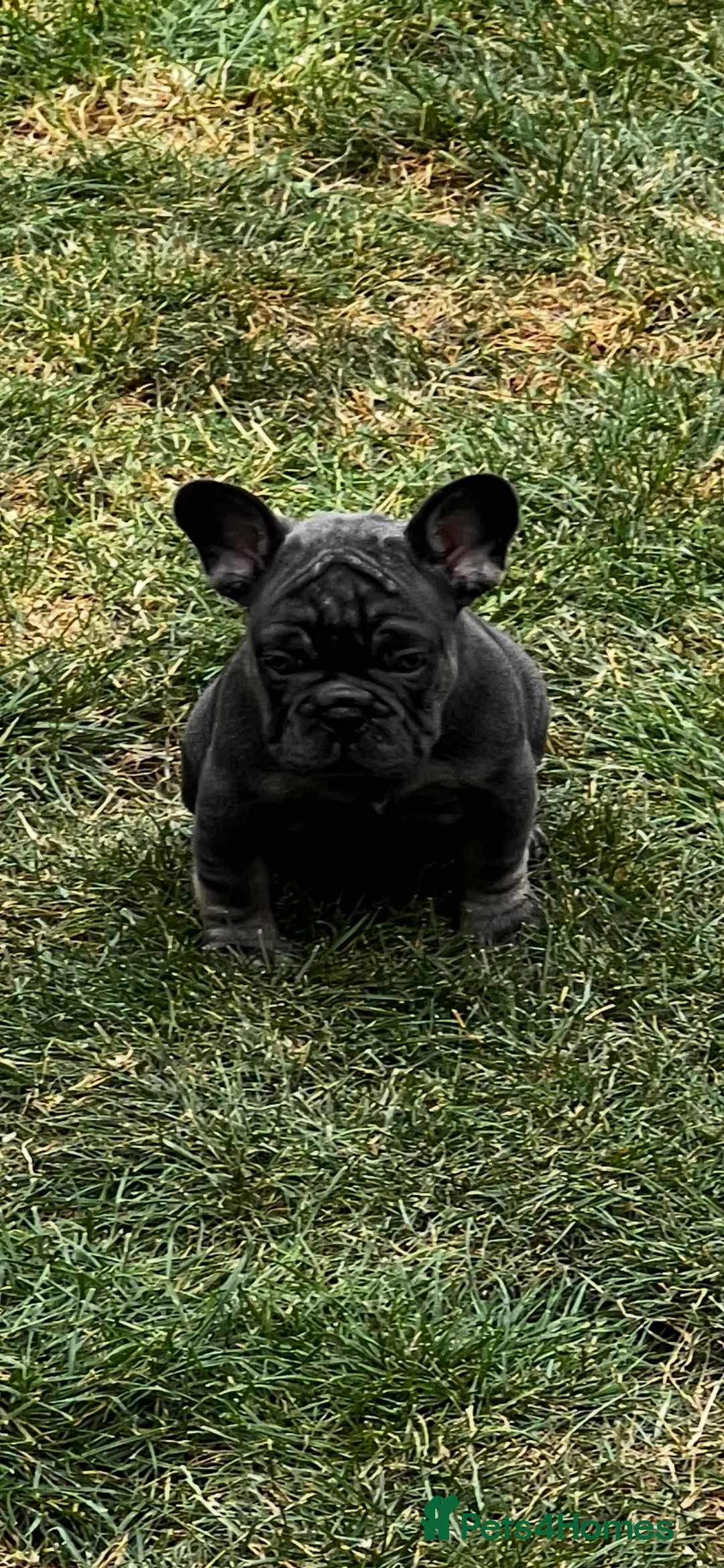 French Bulldog dogs for sale: Kc Registered 5 Generation Pedigree Quality  - Image 25