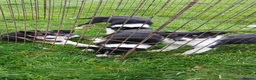 Border Collie dogs for sale: Border collie puppies  in Builth Wells - Advert 5