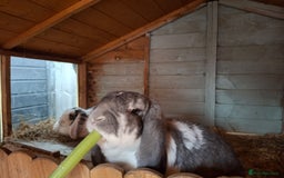 French Lop rabbits for sale: 2 French lop rabbits  - Image 8