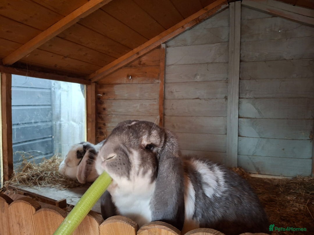 French Lop rabbits for sale: 2 French lop rabbits  - Image 8