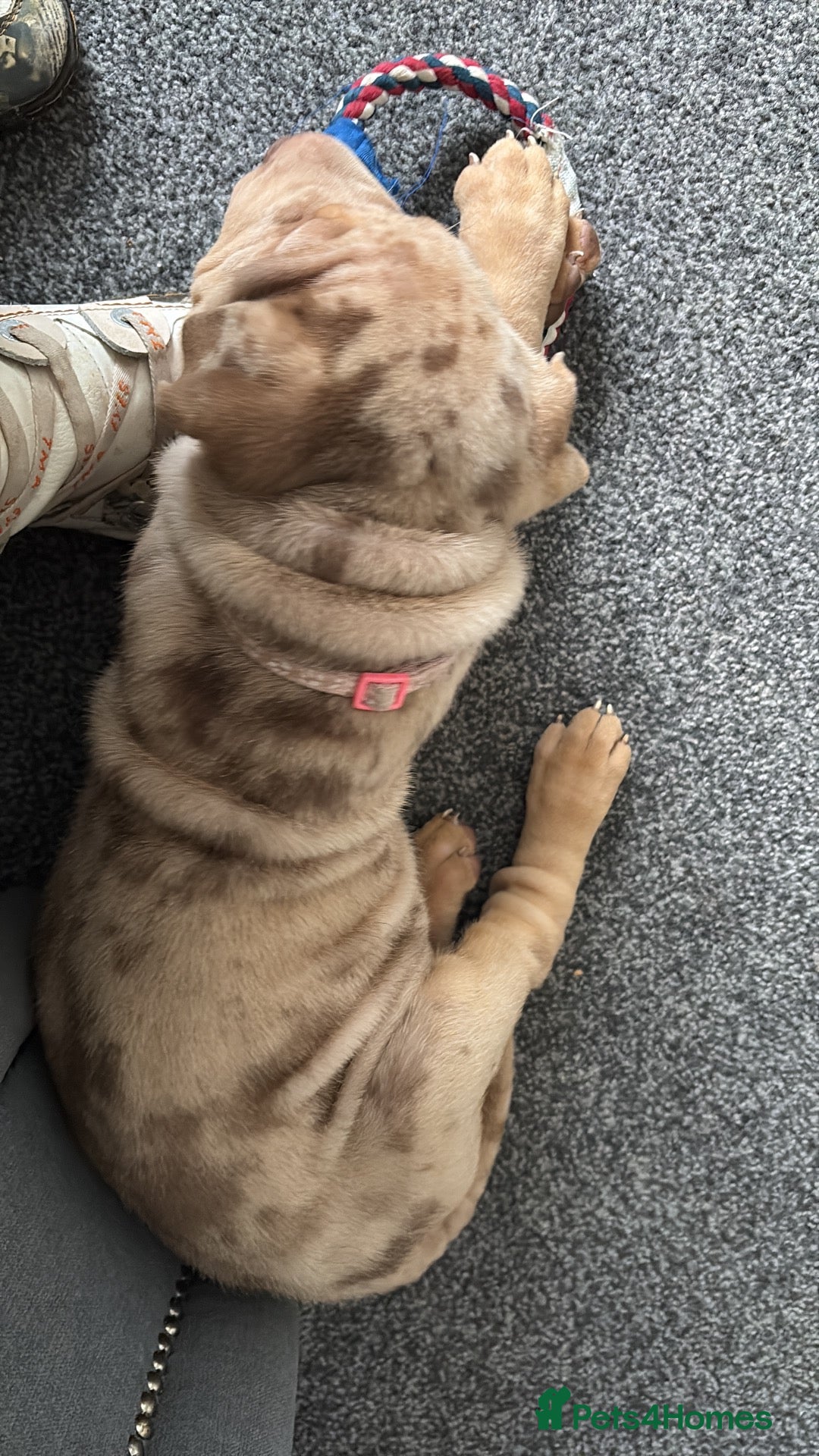 Shar Pei dogs Sharpei - Advert 21