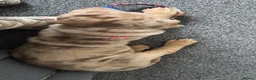 Shar Pei dogs for sale: Sharpei - Advert 1