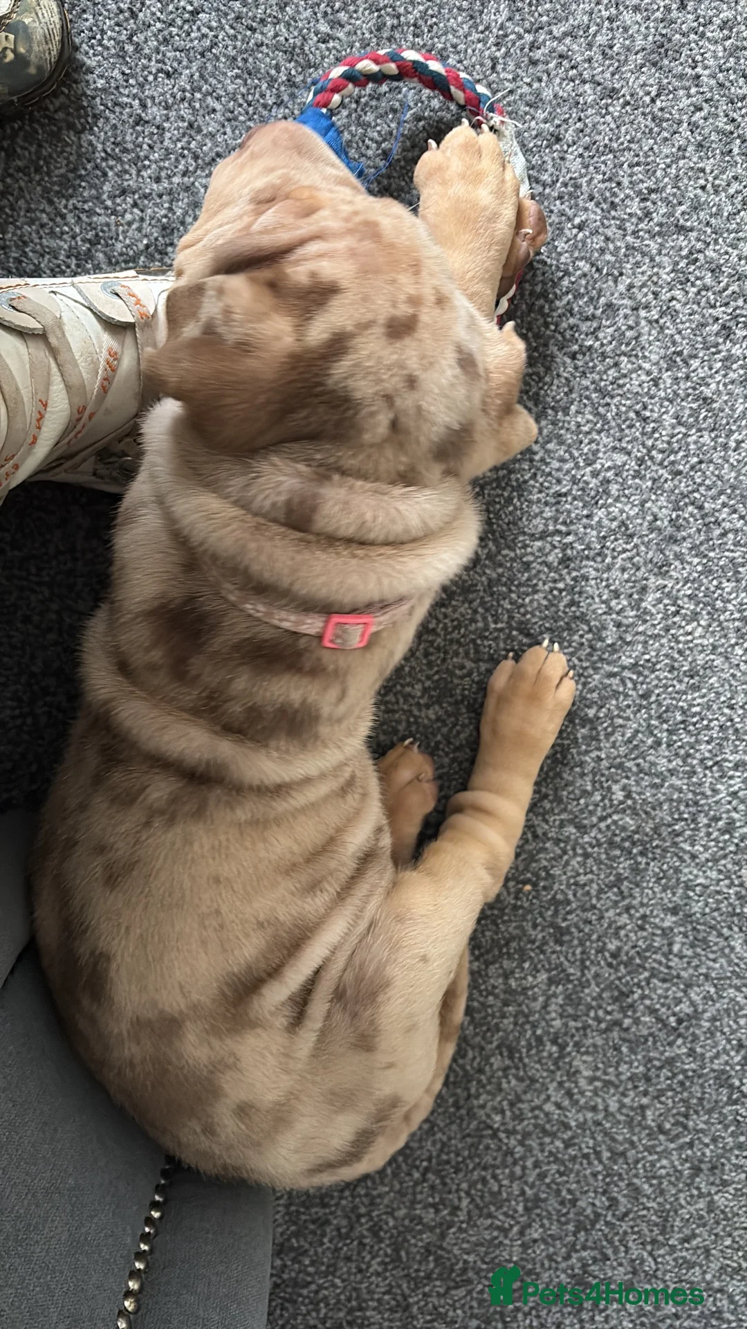 Shar Pei dogs for sale: Sharpei - Advert 1