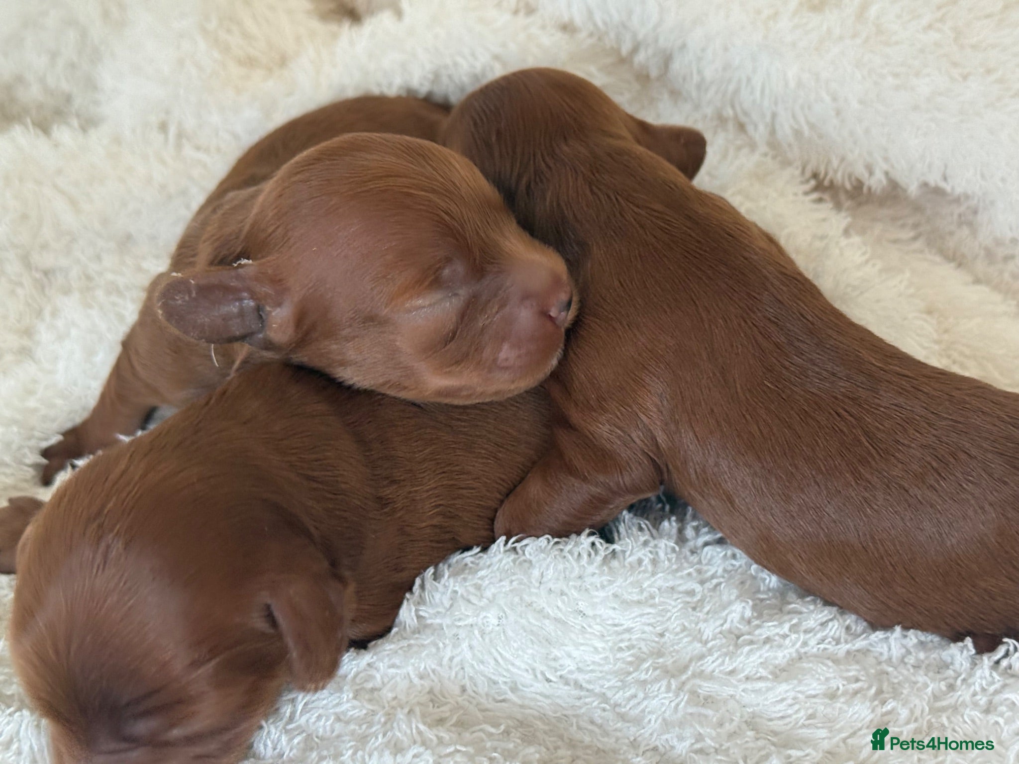 Cavapoo dogs Stunning deep dark red F1 Cavapoo’s - Advert 2