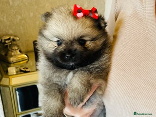 Pomeranian dogs - Advert 3