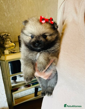 Pomeranian dogs - Advert 1