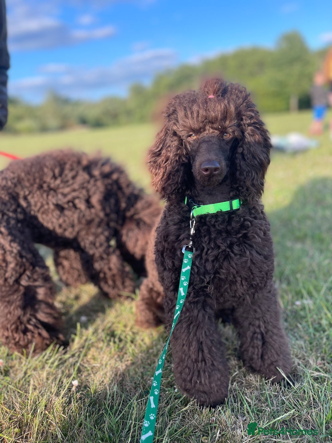 Miniature Poodle dogs for sale: Chesie – From Inter Champion Parents 💖 - Image 4