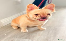 French Bulldog dogs for sale: Fluffy | Pink carrier | French Bulldogs - Image 5