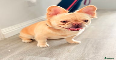French Bulldog dogs - Advert 13