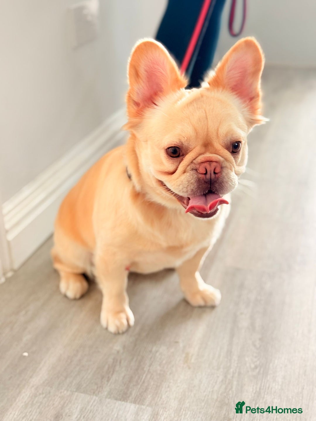 French Bulldog dogs for sale: Fluffy | Pink carrier | French Bulldogs - Image 5