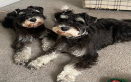 Mixed Breed dogs for sale: Miniature Schnauzer X Yorkshire Terrier - Image 8