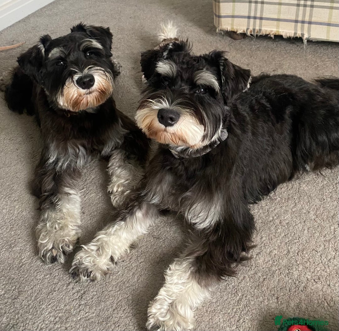 Mixed Breed dogs for sale: Miniature Schnauzer X Yorkshire Terrier - Image 8