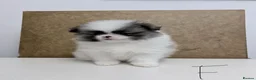 Pomeranian dogs for sale: Pomeranian Puppies – Home Raised With Mum & Dad - Advert 26