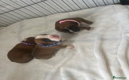Boxer dogs for sale: Stunning Kc Boxer Puppies - Image 25
