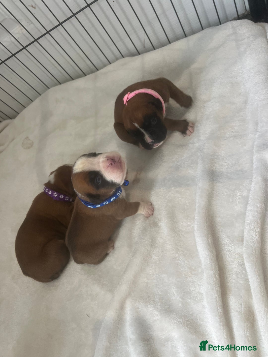Boxer dogs for sale: Stunning Kc Boxer Puppies - Image 25