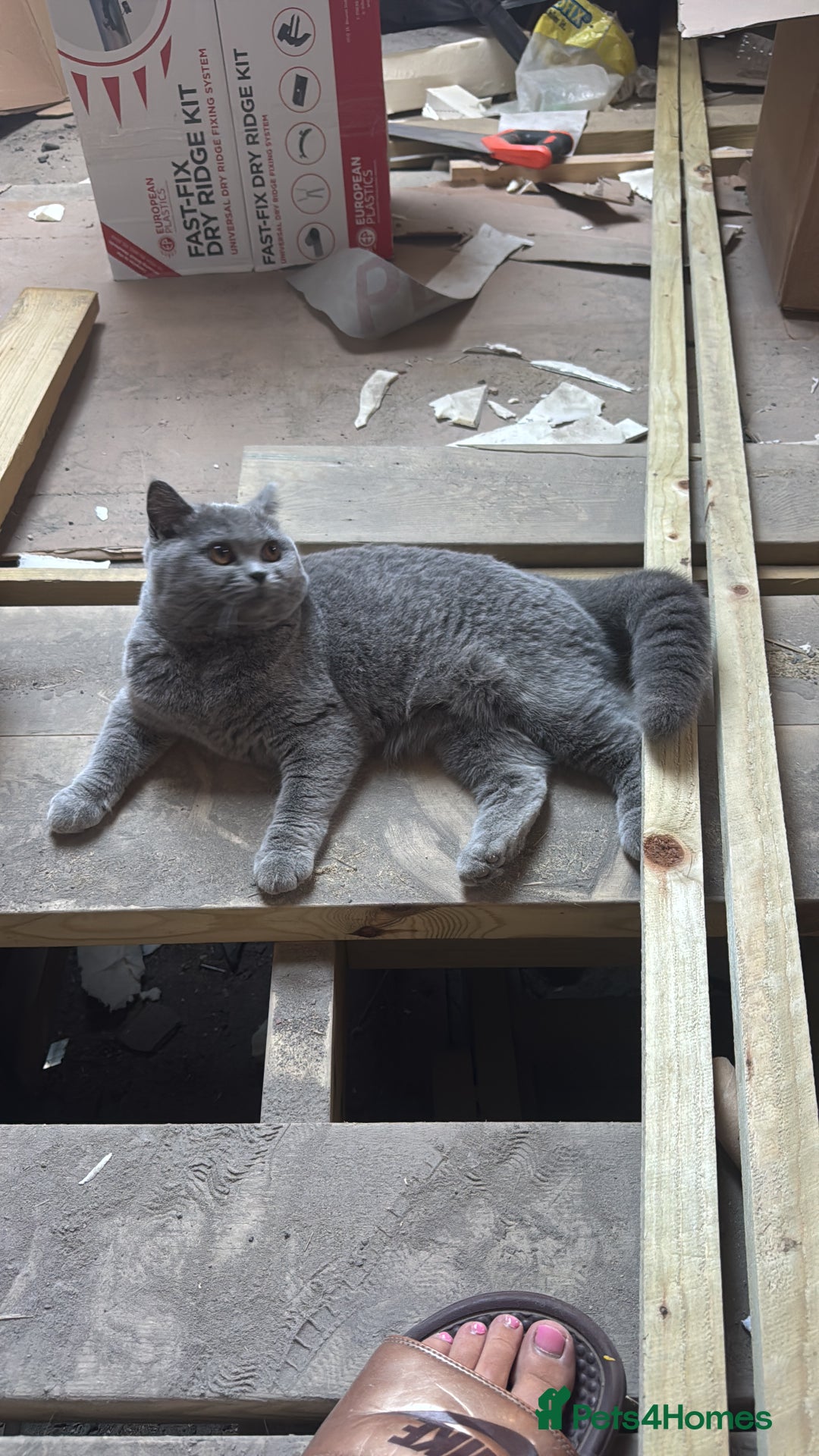 British Shorthair cats for sale: British shorthair cats Gccf registered  - Image 10