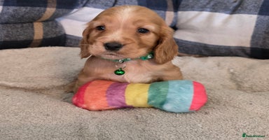 Cocker Spaniel dogs - Advert 9